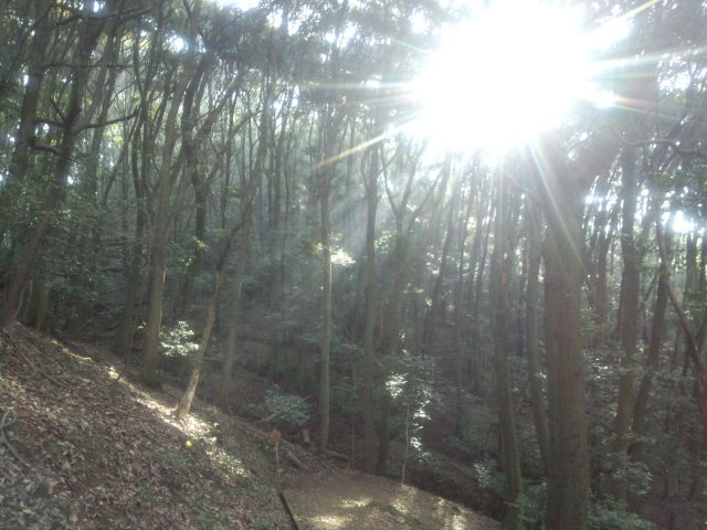 森の中の日差し