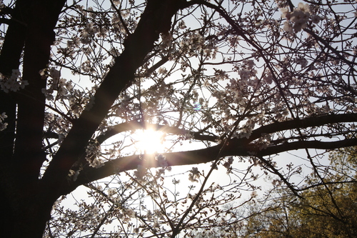 太陽と桜