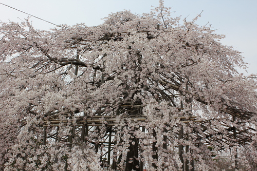 宇治川沿い 桜