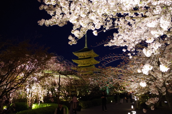 桜と東寺